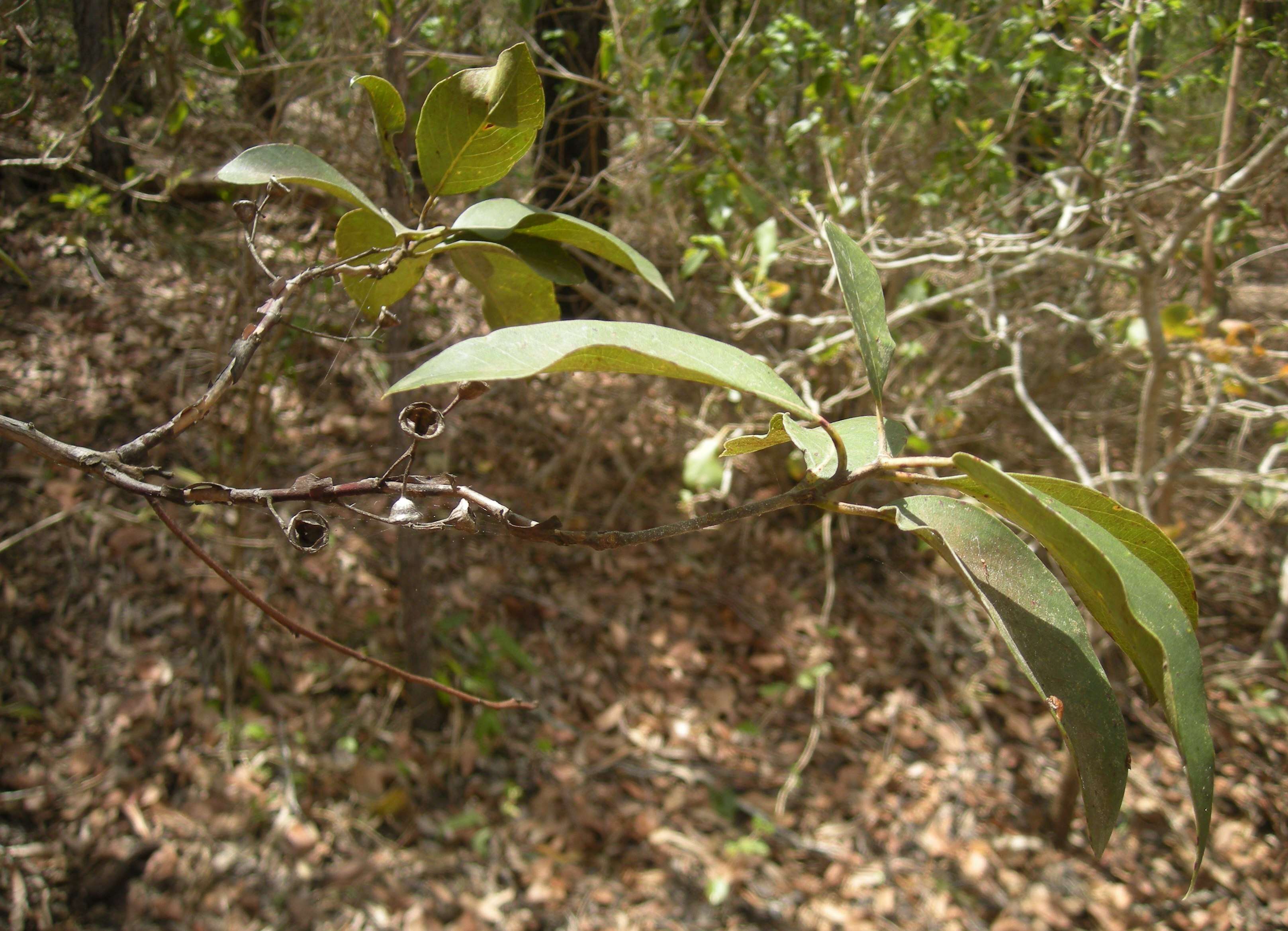 Lophostemon suaveolens (Soland. ex Gaertn.) P. G. Wilson & J. T. Waterhouse的圖片