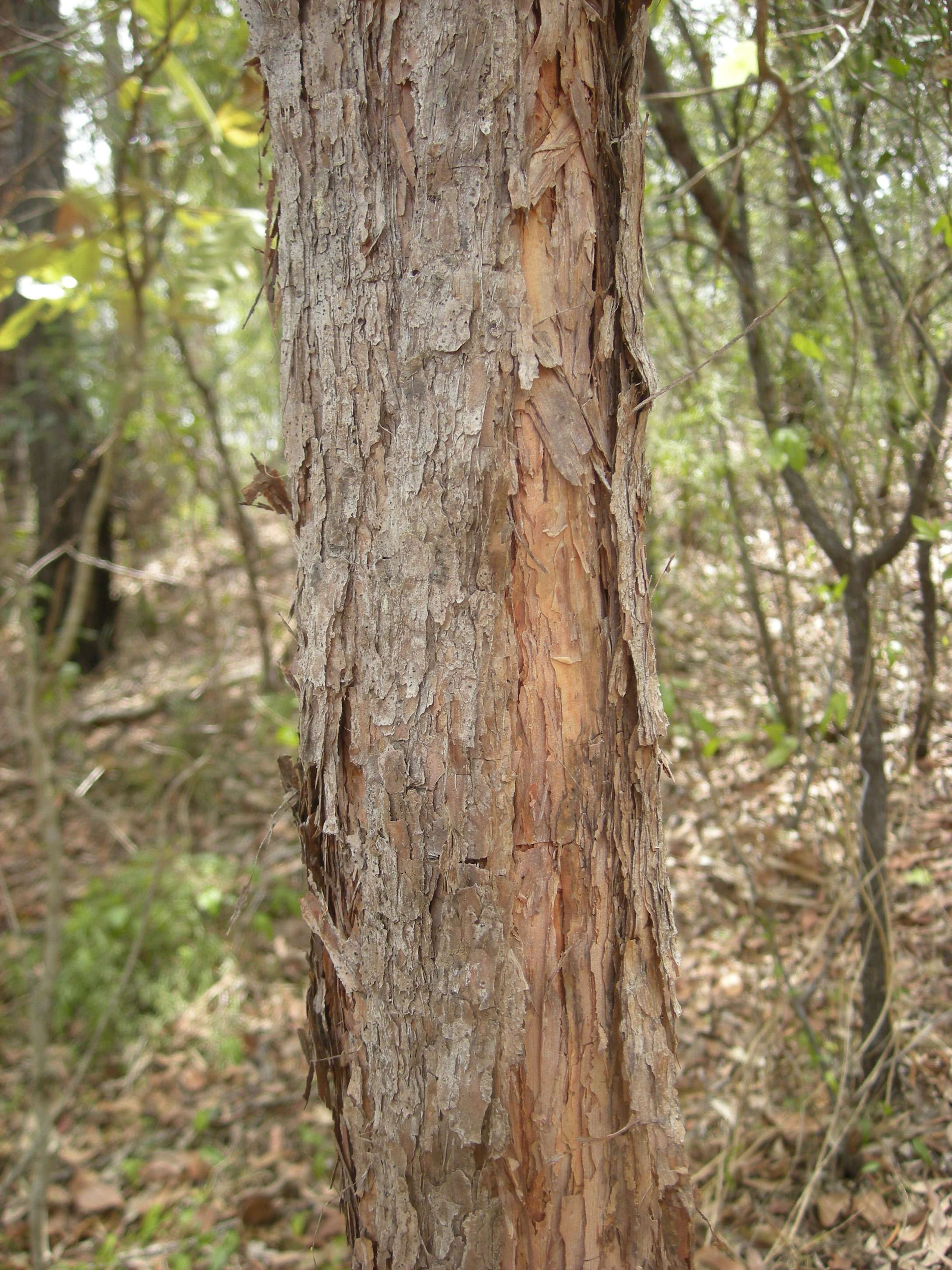 Lophostemon suaveolens (Soland. ex Gaertn.) P. G. Wilson & J. T. Waterhouse的圖片