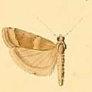 Image of Psorosa flavifasciella Hampson 1901