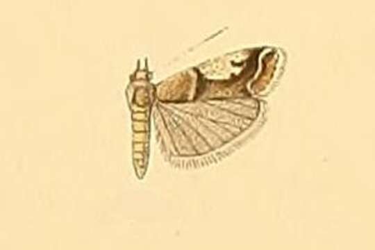 Image of Psorosa tergestella Hampson 1901