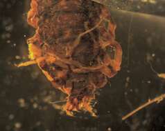 Image of Dark Fishflies