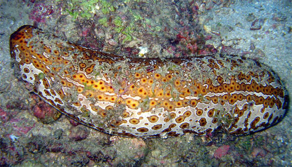 Image of Leopardfish