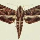 Image of Eumorpha neuburgeri (Rothschild & Jordan 1903)