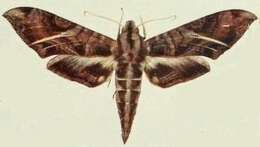 Image de Eumorpha neuburgeri (Rothschild & Jordan 1903)