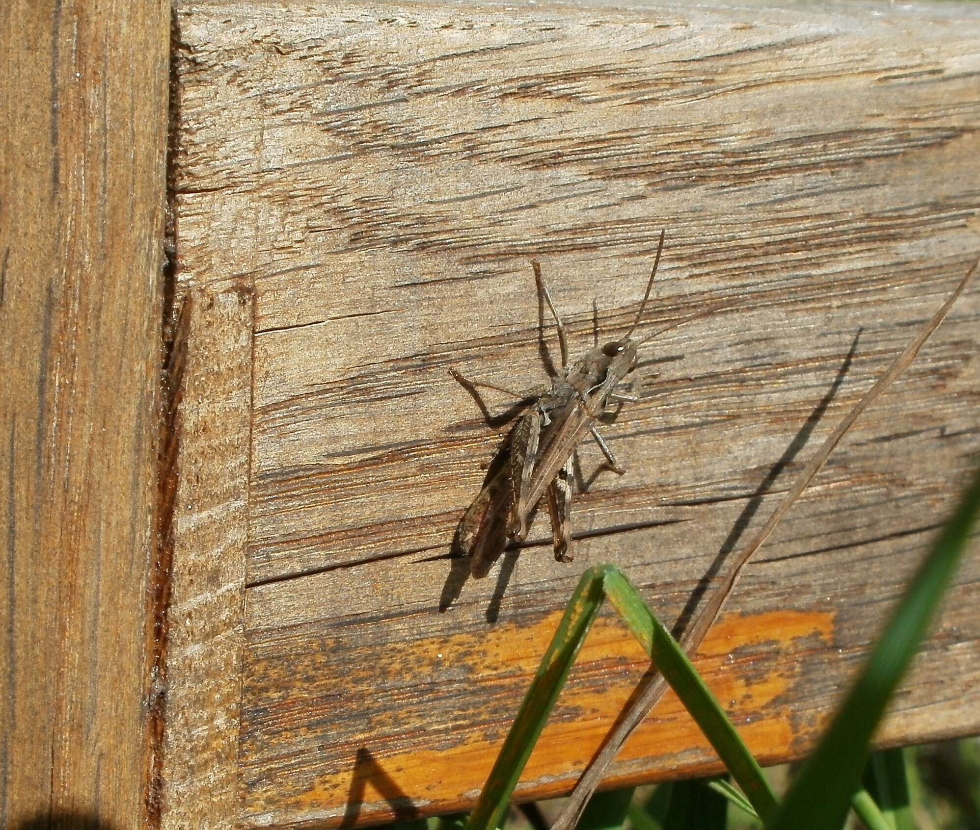 Image of blue-winged grasshopper