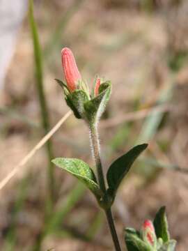 Image of Ruellia villosa (Nees) Lindau