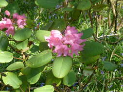 Image of Rhododendron orbiculare Decne.