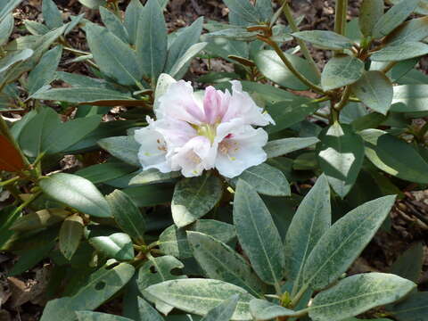 صورة Rhododendron pachysanthum Hayata