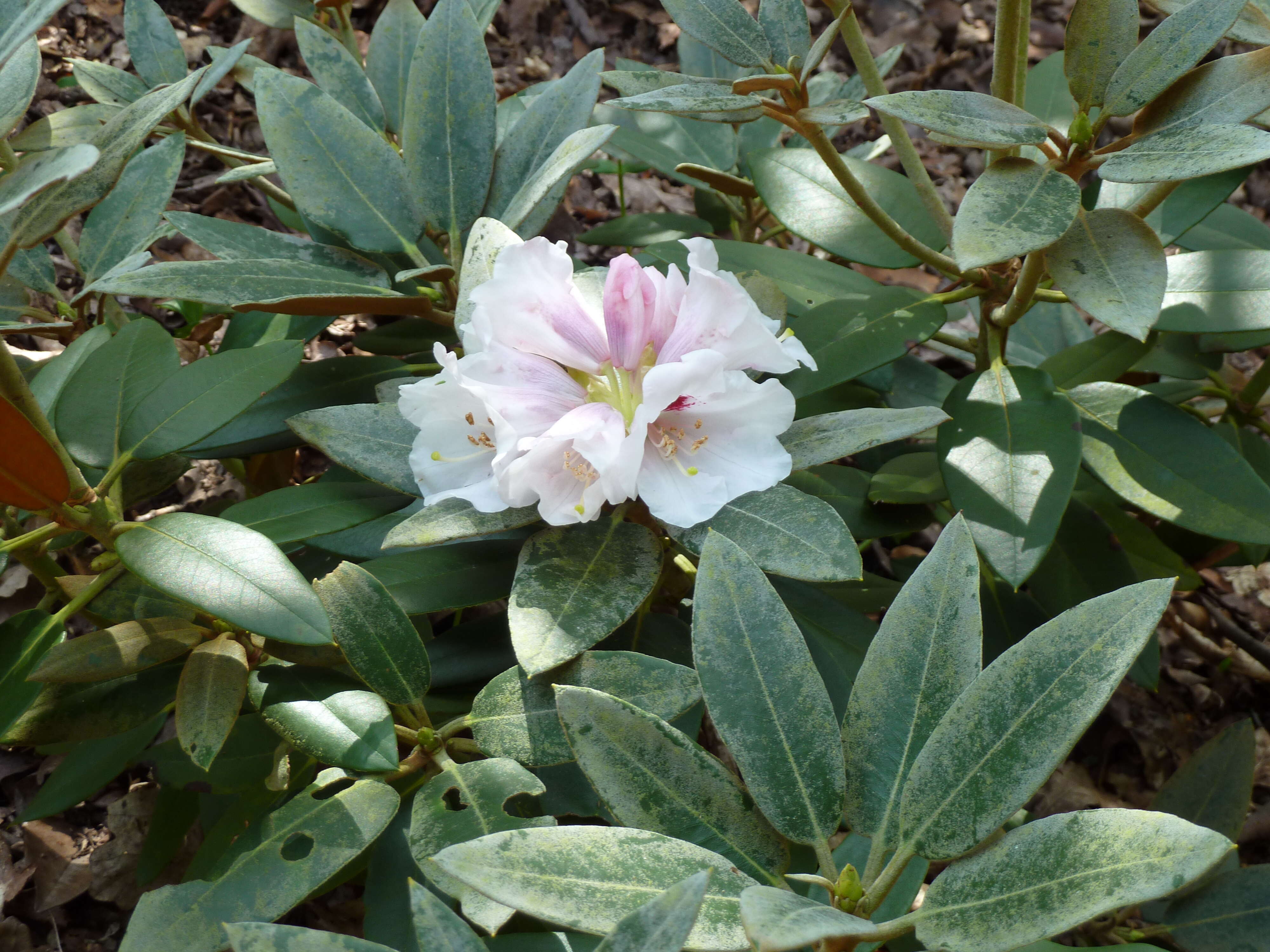 صورة Rhododendron pachysanthum Hayata