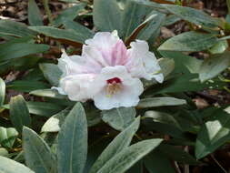 صورة Rhododendron pachysanthum Hayata