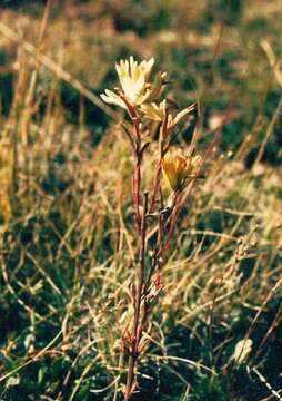 Image of Kaibab Plateau Indian paintbrush