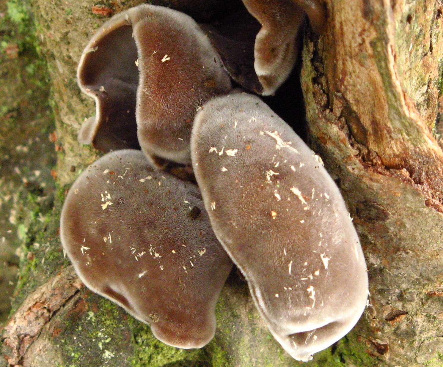 Image of Auricularia nigricans (Sw.) Birkebak, Looney & Sánchez-García 2013