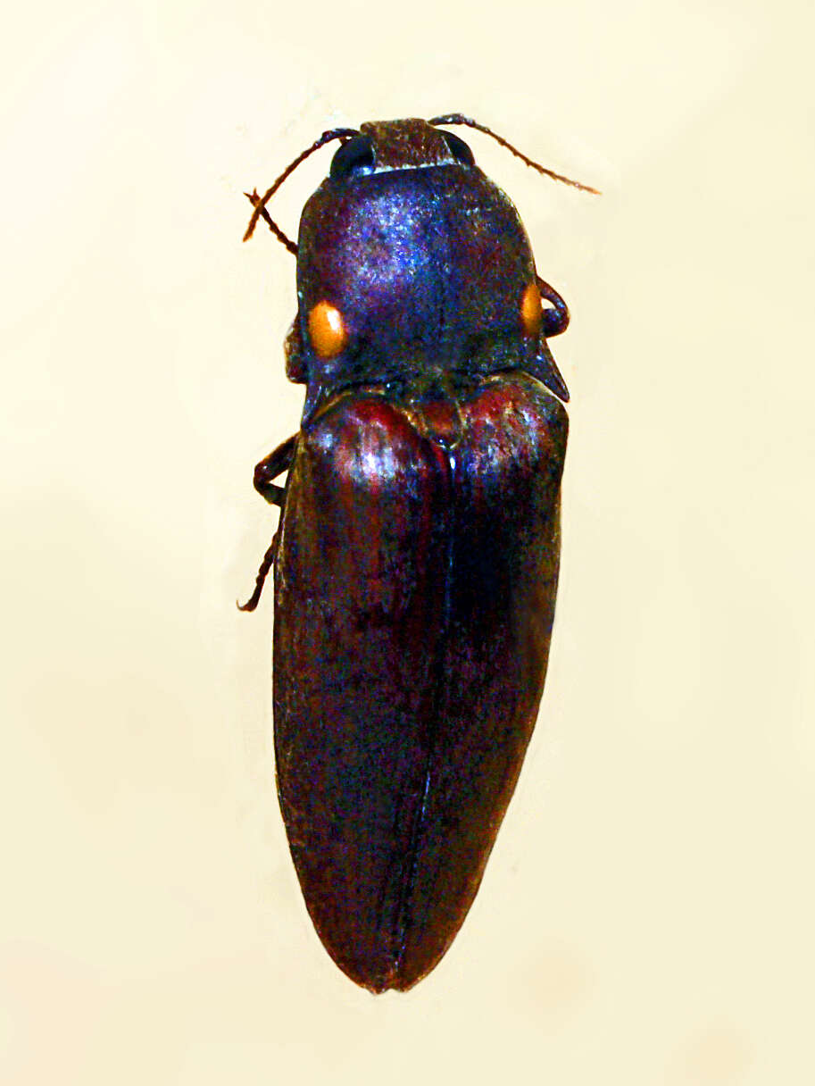 Image of Pyrophorus noctilucus