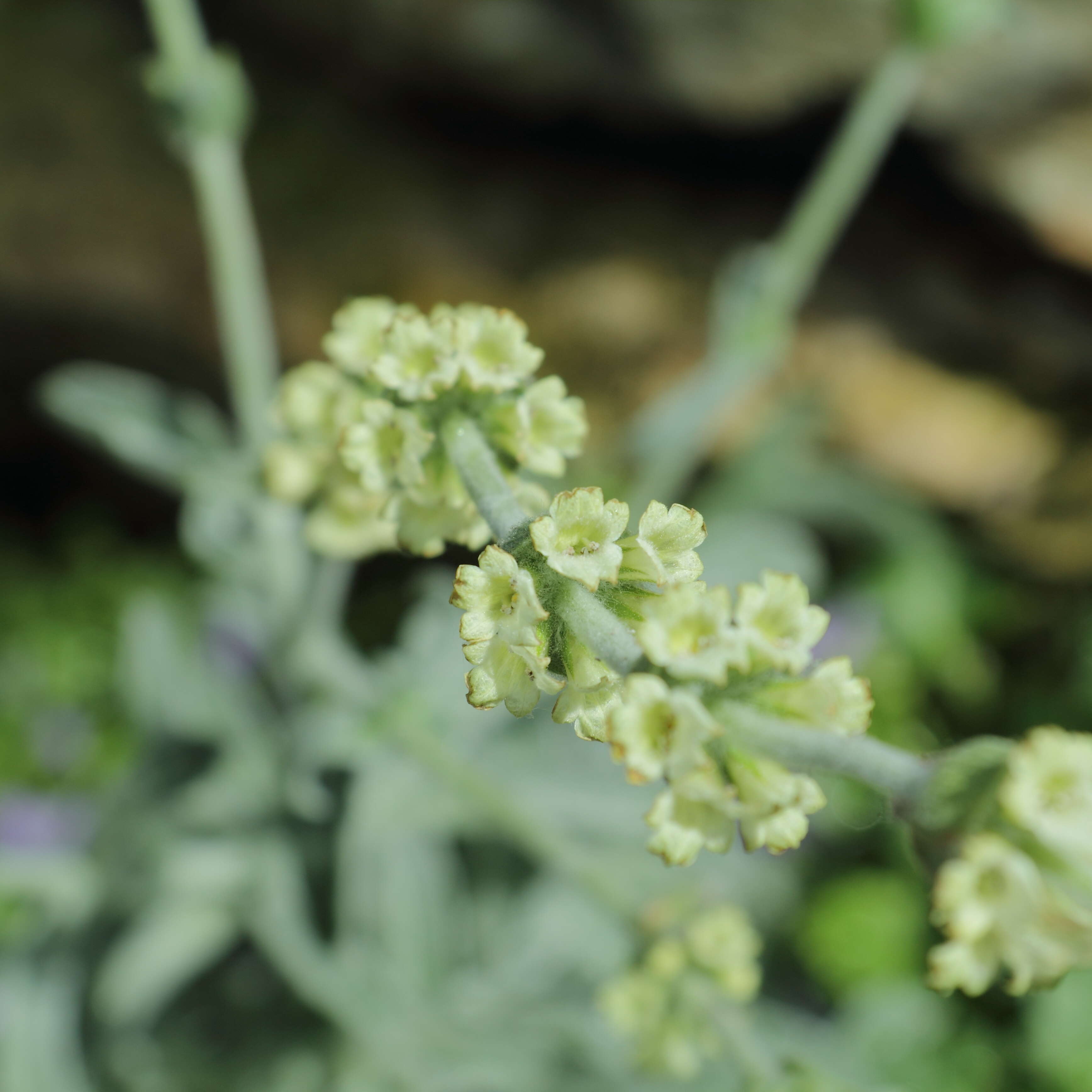 Image de Sideritis syriaca L.