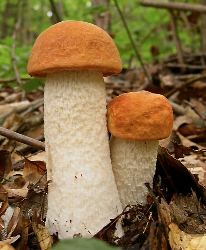 Image of Leccinum albostipitatum den Bakker & Noordel. 2005