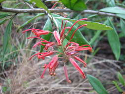 صورة Grevillea callichlaena Molyneux & Stajsic