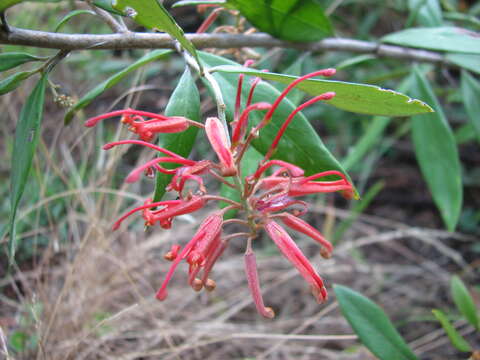 صورة Grevillea callichlaena Molyneux & Stajsic