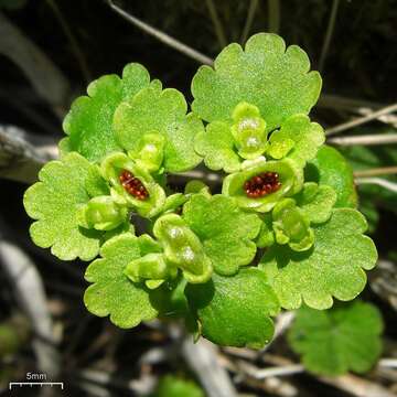 Chrysosplenium alternifolium var. sibiricum Ser.的圖片