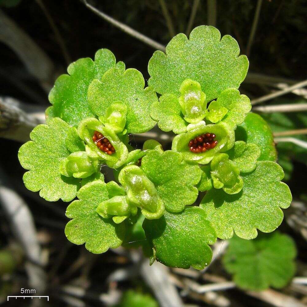 Chrysosplenium alternifolium var. sibiricum Ser.的圖片