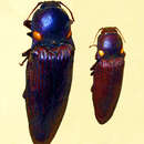 Image of Pyrophorus punctatissimus