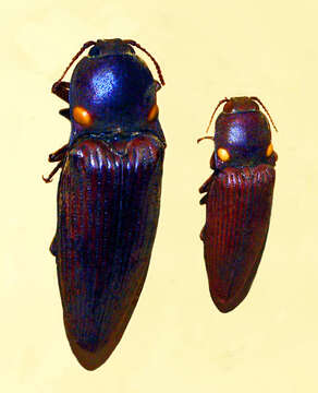 Слика од Pyrophorus punctatissimus