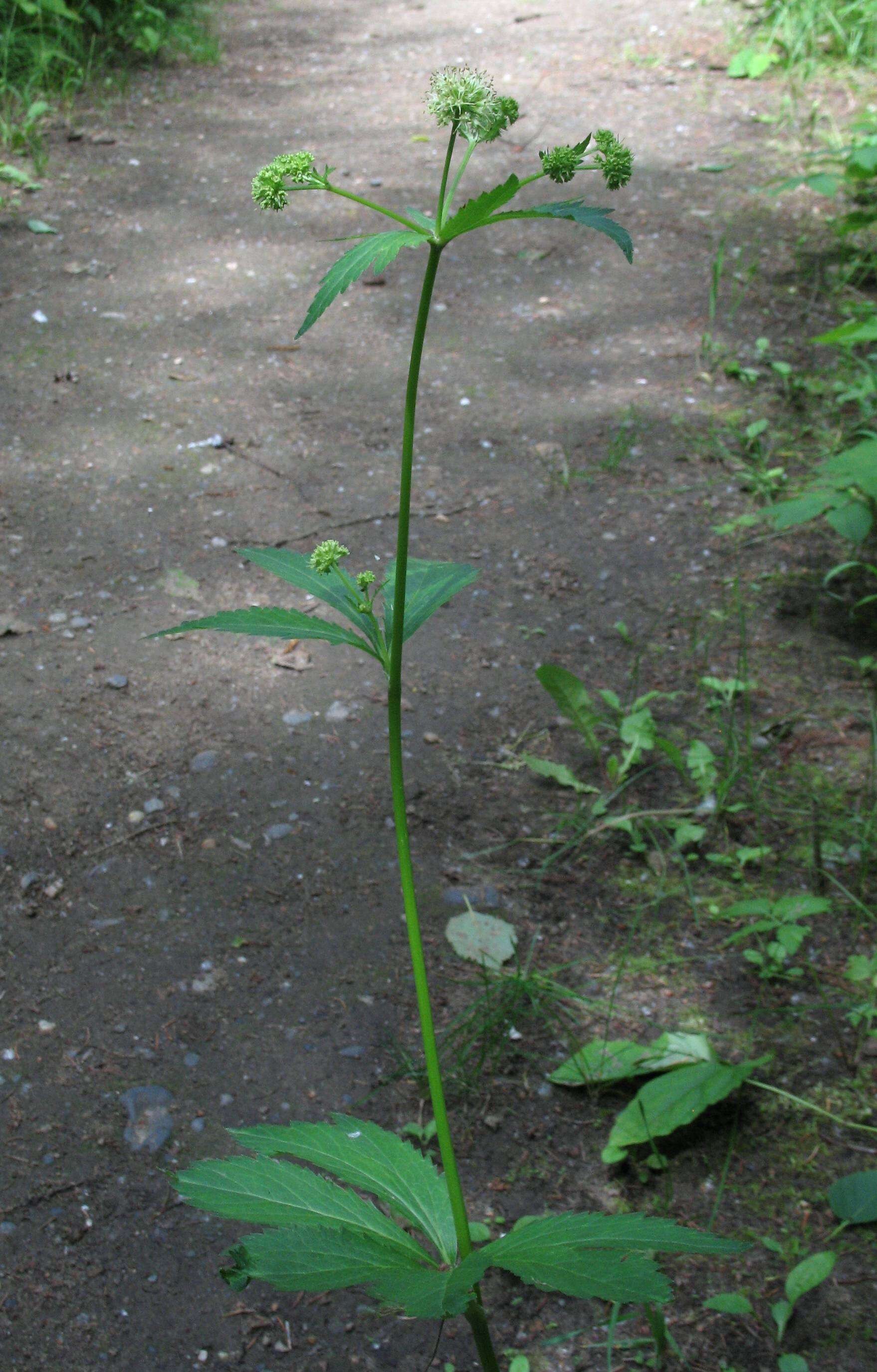 Image of Maryland sanicle