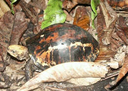 Image of Bourret’s Box Turtle