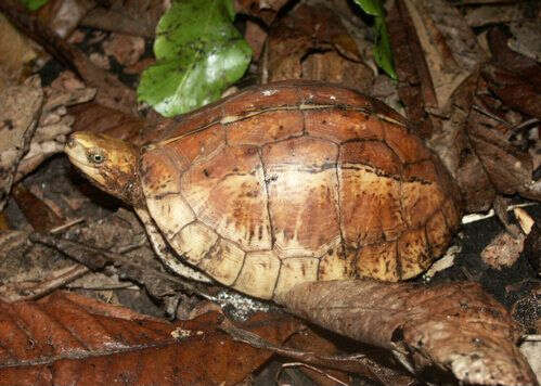 Image of Bourret’s Box Turtle