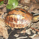 Image of Bourret’s Box Turtle