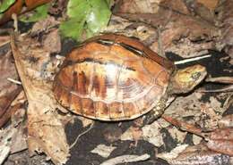 Image of Bourret’s Box Turtle