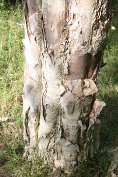 Image of prickly-leaf teatree