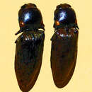 Image of Pyrophorus tuberculifer