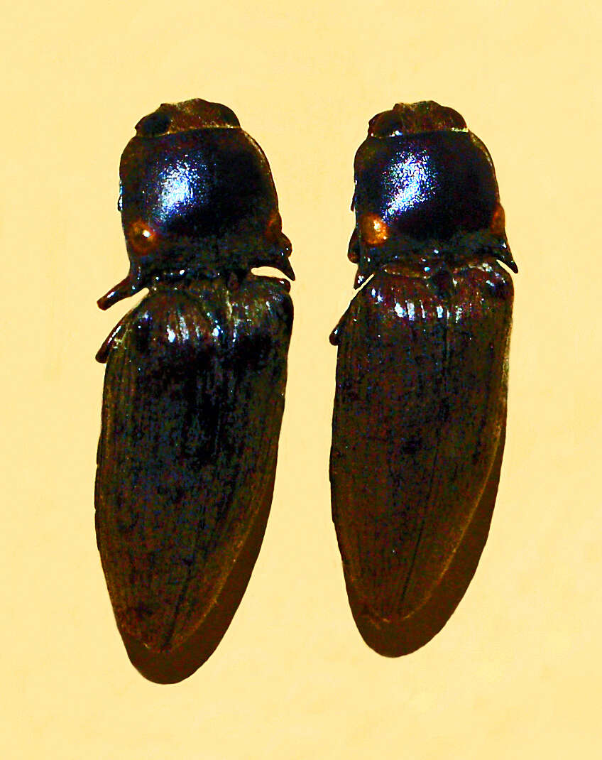 Image of Pyrophorus tuberculifer