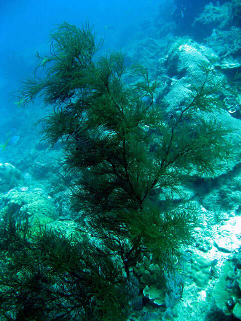 Image of Black coral