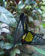 Image of Troides magellanus (Felder & Felder 1862)