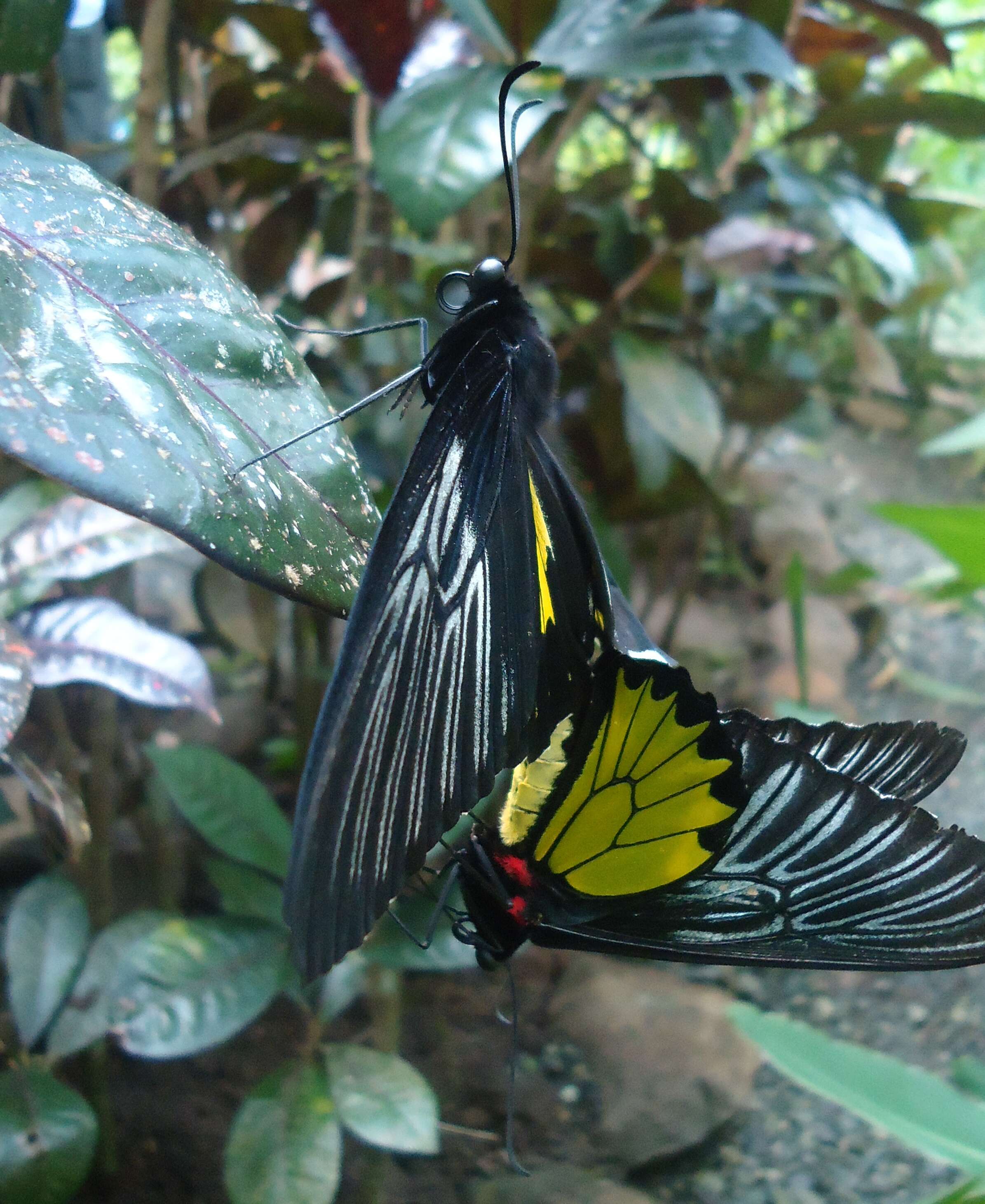 Image of Troides magellanus (Felder & Felder 1862)