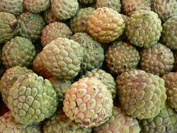 Image of sugar apple