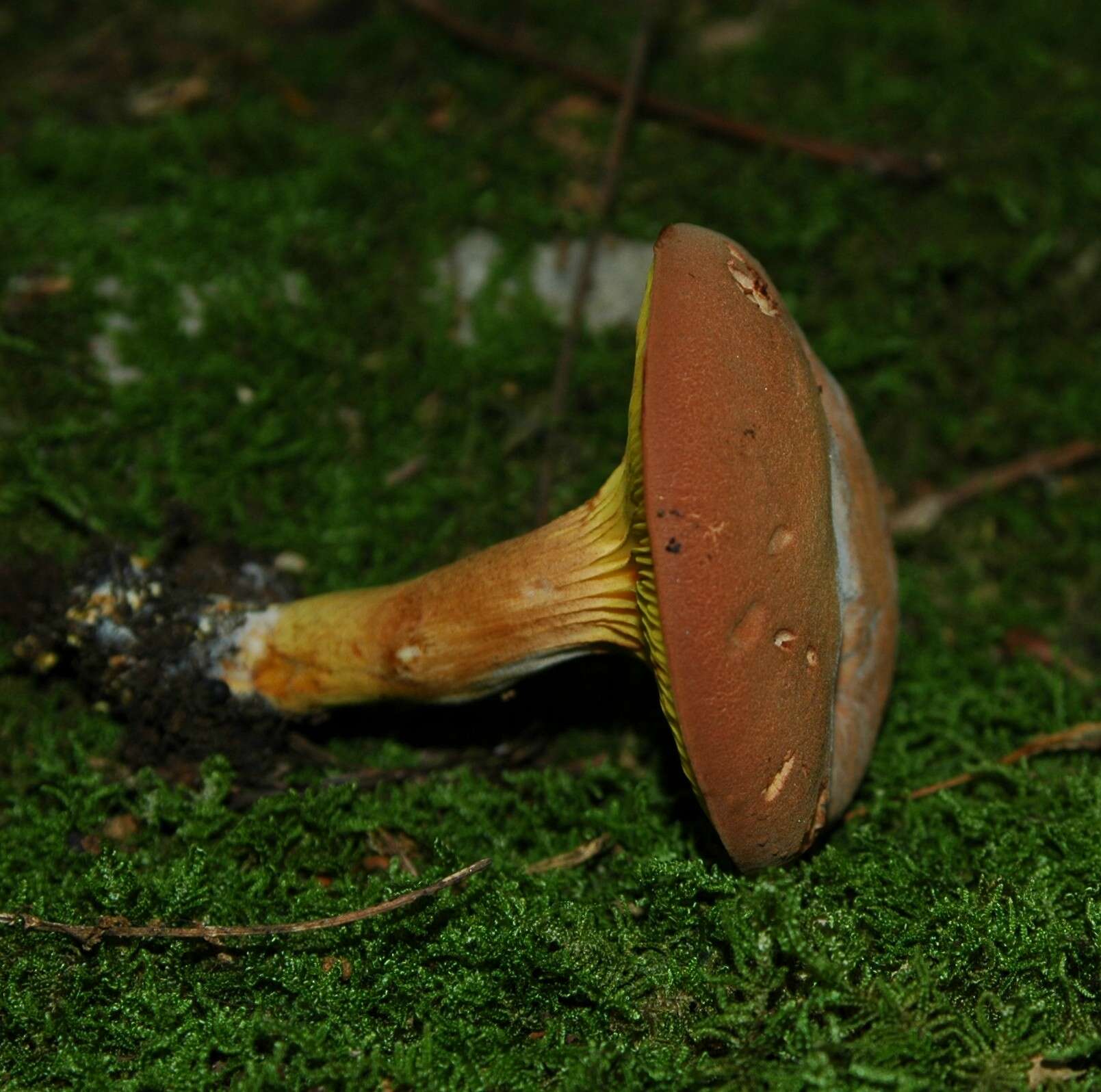 Image of Phylloporus leucomycelinus Singer 1978