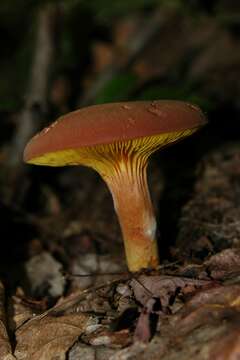 Image of Phylloporus leucomycelinus Singer 1978