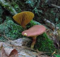 Image of Phylloporus leucomycelinus Singer 1978