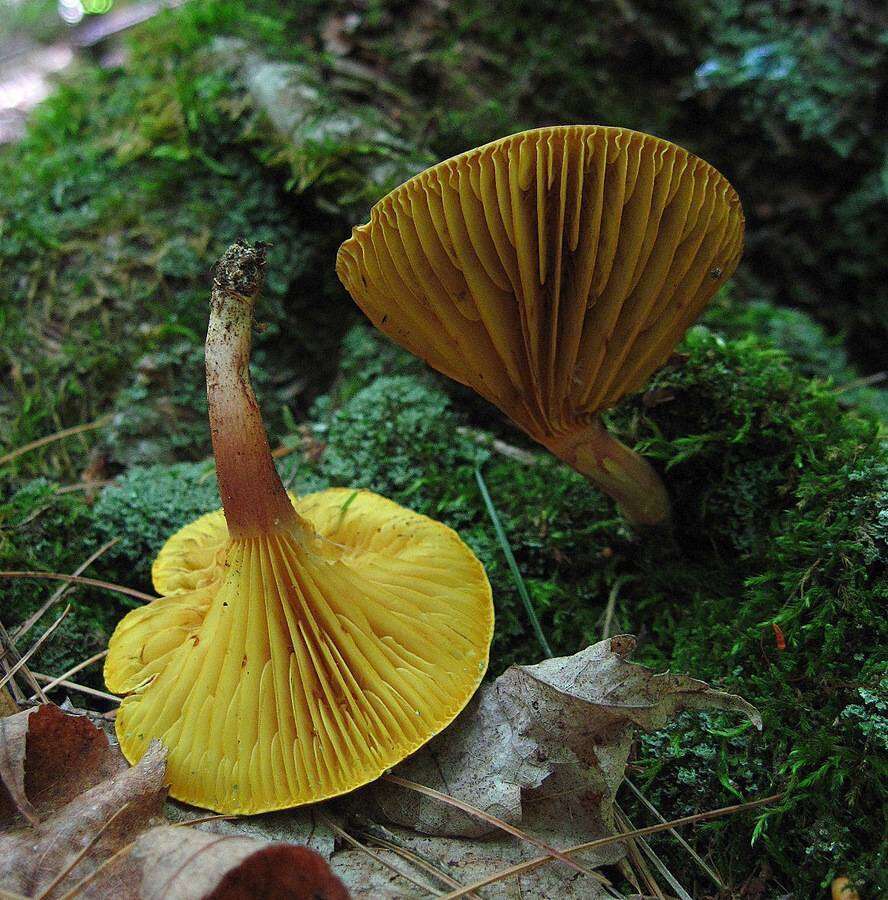 Image of Phylloporus leucomycelinus Singer 1978