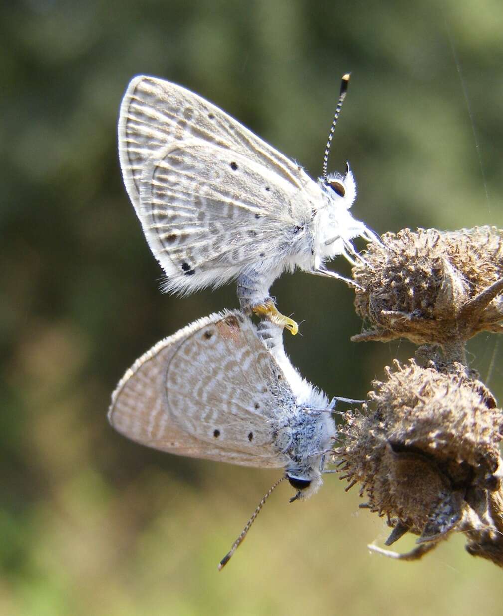 Image of Dull Babul Blue