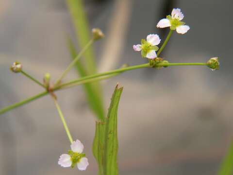 Image of Alisma canaliculatum A. Braun & C. D. Bouché