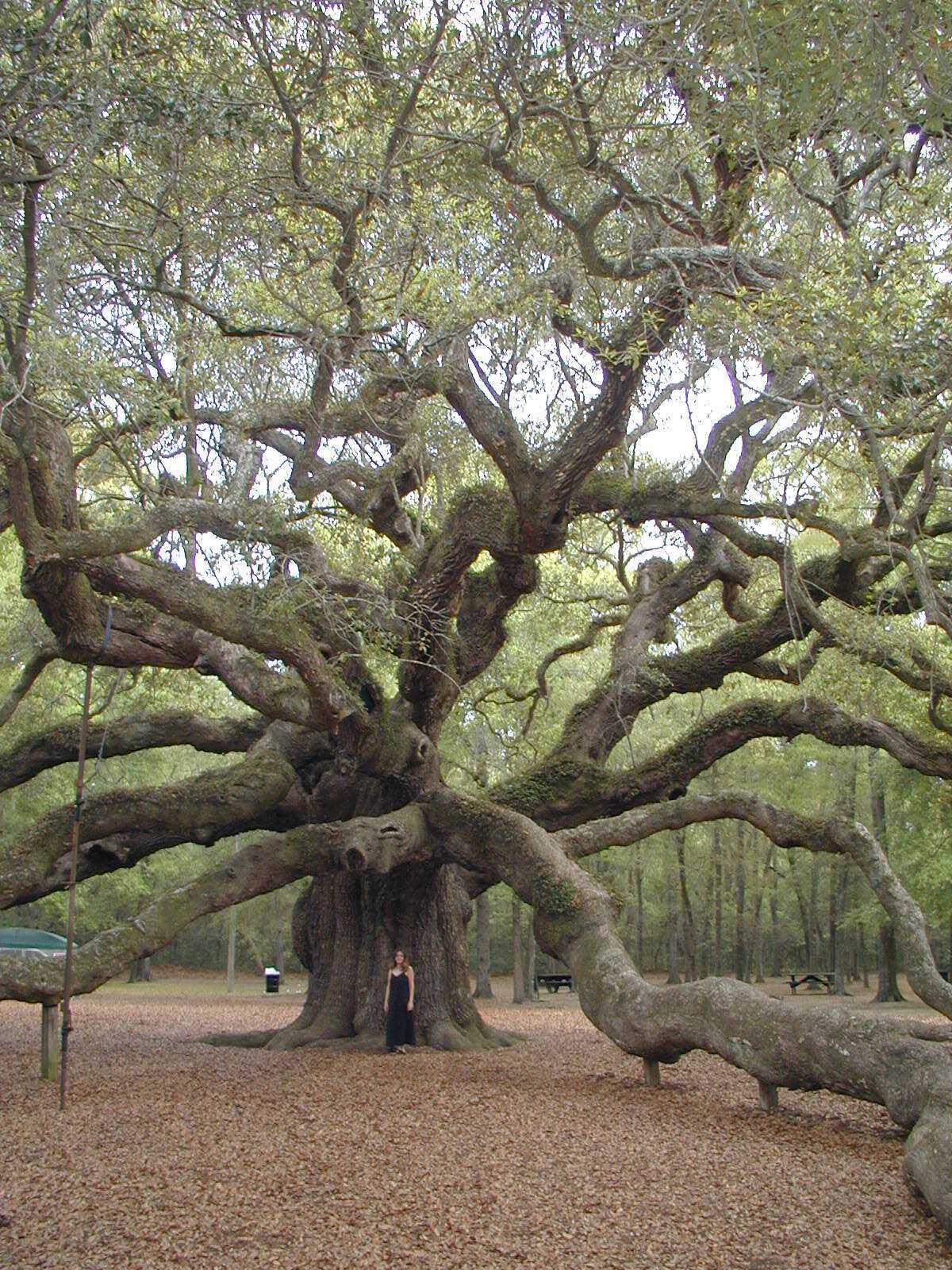 Image of Southern Live Oak