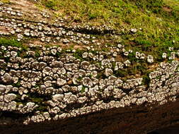 Image of Ceramic fungus