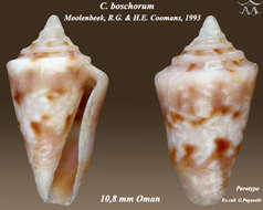 Image of Pseudolilliconus boschorum (Moolenbeek & Coomans 1993)