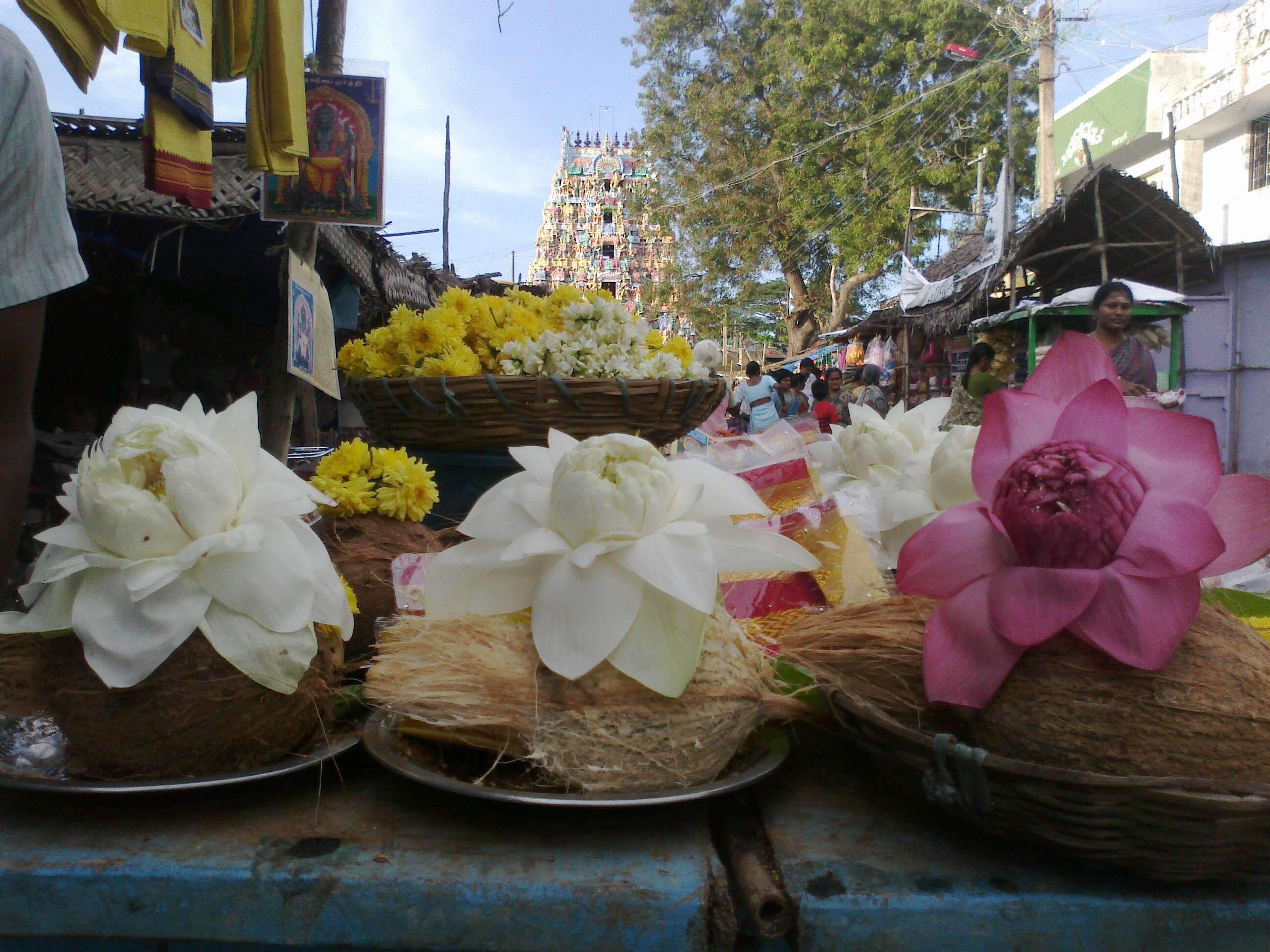 Image of sacred lotus