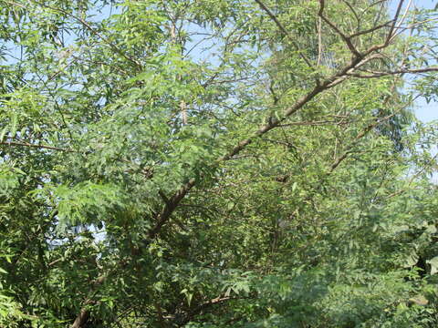 Image of Vitex altissima L. fil.