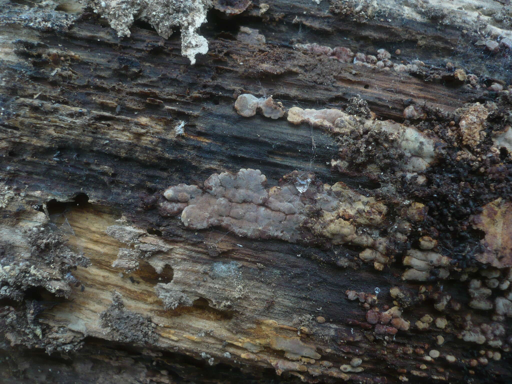 Image of Ceramic fungus