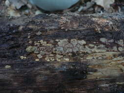 Image of Ceramic fungus